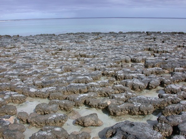 Stromatolites